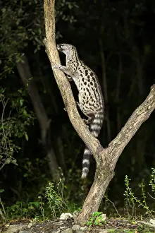 Common genet (Genetta genetta)