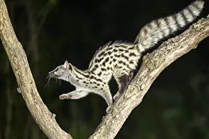 Common genet (Genetta genetta)