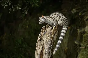 Common genet (Genetta genetta)
