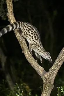 Common genet (Genetta genetta)