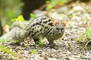 Common genet (Genetta genetta)