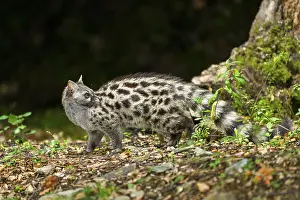 Common genet (Genetta genetta)