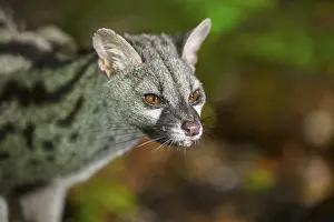 Common genet (Genetta genetta)