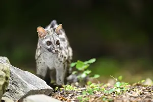 Common genet (Genetta genetta)