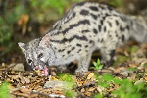 Common genet (Genetta genetta)