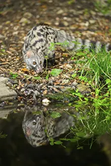 Common genet (Genetta genetta) at the shore of a lake