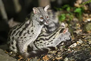 Two Common genets (Genetta genetta)