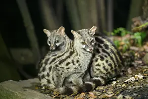Two Common genets (Genetta genetta)