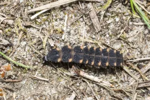 Common glow-worm (Lampyris noctiluca)