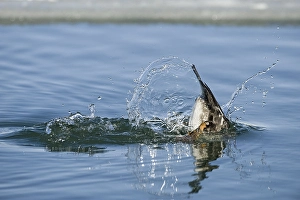 Common Goldeneye (Bucephala clangula)