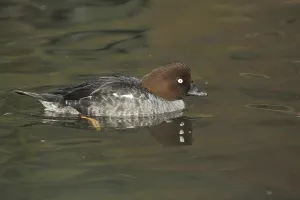 Common Goldeneye (Bucephala clangula)