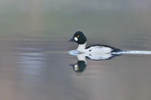 Common Goldeneye (Bucephala clangula)