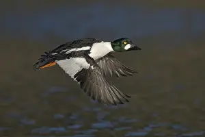 Common Goldeneye (Bucephala clangula) male flying