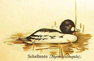 Common goldeneye (Bucephala clangula) water