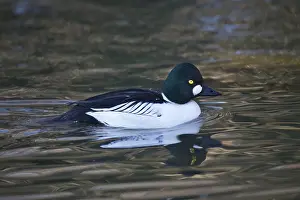 Common Goldeneye, male, Bucephala clangula