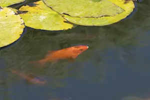 Common goldfish (Carassius auratus) adult fish in a garden pond