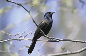 Common Grackle (Quiscalus quiscula)