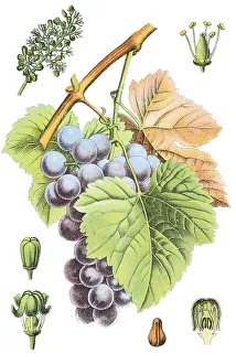 Common Grape Vine (Vitis vinifera)