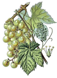 Common grape vine (Vitis vinifera)