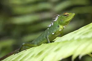Common green forest lizard (Calotes calotes) on leaf