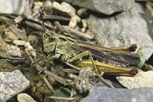 Common Green Grasshopper (Omocestus viridulus)