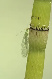 Common Green Lacewing (Chrysoperla carnea) adult