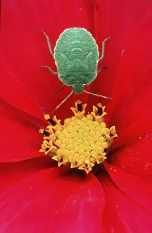 Common Green Shield bow, Lower Saxony (Palomena prasina)