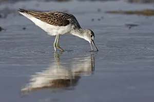 Common greenshank (Tringa nebularia)