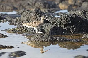 Common greenshank (Tringa nebularia)