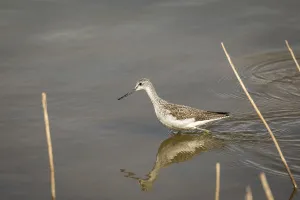 Common Greenshank Tringa nebularia