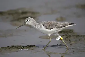Common greenshank (Tringa nebularia) adult