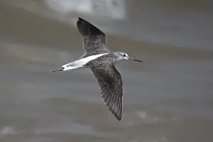 Common Greenshank (Tringa nebularia) flying
