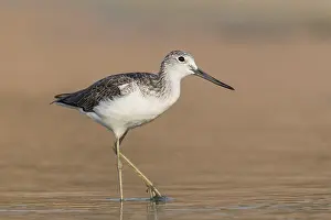 Common Greenshank (Tringa nebularia) foraging