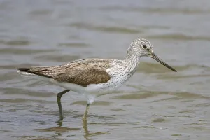 Common Greenshank (Tringa nebularia) foraging