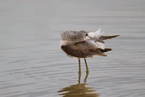 Common Greenshank (Tringa nebularia) preening