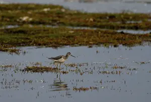 Common greenshank (Tringa nebularia) standing in shallow water