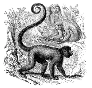 Common grey brown woolly monkey (Lagothrix lagotricha)