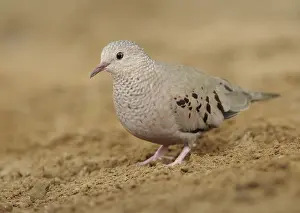 Common Ground Dove (Columbina passerina)