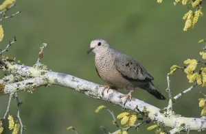 Common Ground-Dove (Columbina passerina)