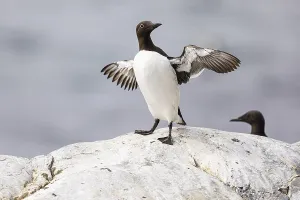 Common guillemot (Uria aalge) flapping its wings