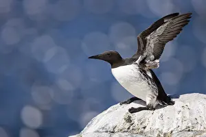 Common guillemot (Uria aalge) flapping its wings