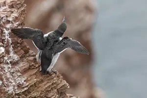 Common guillemot (Uria aalge), Guillemot Rock