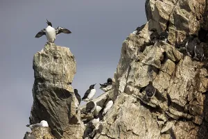 Common Guillemot (Uria aalge) on rock head in breeding colony