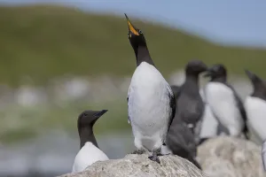 Common Guillemot (Uria aalge), on rocks