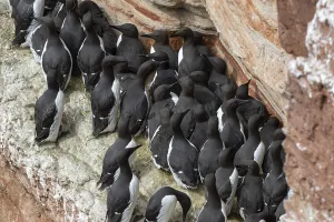 Common guillemots (Uria aalge)