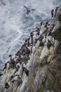Common guillemots (Uria aalge)