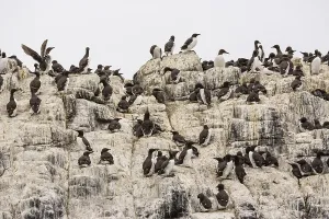 Common Guillemots (Uria aalge)