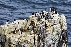 Common guillemots (Uria aalge) on bird cliffs in the North Sea