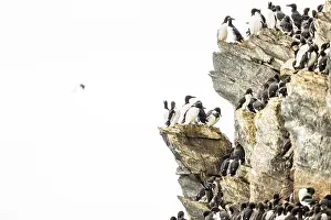 Common guillemots (Uria aalge) crowd together on a rocky cliff in their breeding colony in a natural environment
