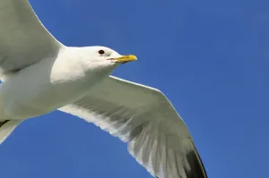 Common gull